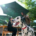 Exploring the Pet-Friendly Pubs in Harris County, TX
