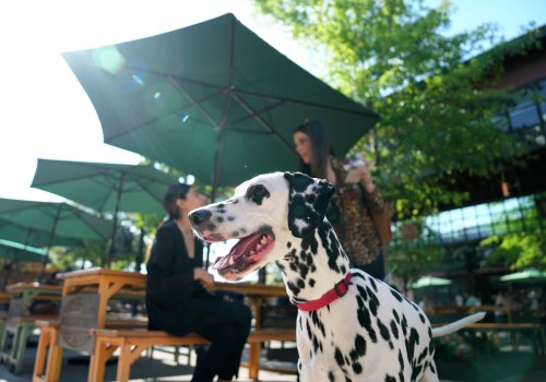 Exploring the Pet-Friendly Pubs in Harris County, TX